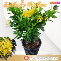 ราคา ต้นเข็ม ต้นเข็มรั้วดอกสีเหลือง กระถาง 6 นิ้ว ส่งพร้อมกระถาง ไม้จัดสวน (20462236525)