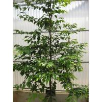 ราคา ต้นตะเคียนหินไม้ยืนต้นสมุนไพรไทยหายาก พันธุ์ไม้มงคล เป็นไม้มีค่าที่สามารถนำทุกส่วนของต้นมาใช้ประโยชน์ได้ ถุงดำพร้อมปลูก 39 บาท (15453395278)