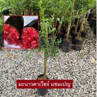 ราคา มะนาวคาเวียร์ คาเวียร์ สีแดงเเชมเปญ Finger Lime Red Champagne เสียบยอดเเท้ รับประกันสินค้าส่งใหม่ฟรี หากสินค้าเสียหาย (20225097577)