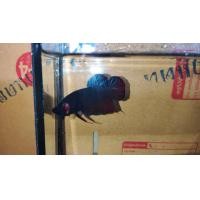 ราคา ปลากัดสายเดิมพัน ปลาเก่ง ชุด A103 (20562411871)