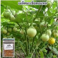 ราคา เมล็ดพันธุ์ มะเขือตอแหล มะเขือเปราะ 100 250 เมล็ด 10 แถม 1 คละได้ (19476941622)