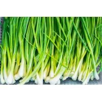 ราคา เมล็ดพันธุ์ ต้นหอม หอมแบ่ง 1100 เมล็ด (17131966908)