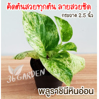 ราคา พลูด่างราชินีหินอ่อน Marble Queen พร้อมกระถาง ไม้ด่าง ไม้ใบด่าง (9923760611)