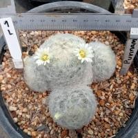 ราคา แมมขนนกขาว ต้นใหญ่ แม่พันธ์ ไม้เมล็ด พร้อมออกดอกทันที ต้นกระบองเพชร ต้นแคคตัส แคคตัส กระบองเพชร update28 9 2023 (16960672024)