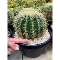 ราคา แคคตัสถังทอง แคคตัส ถังทอง Golden barrel cactus ลูกใหญ่ ขนาด10 ซม พร้อมส่ง กระบองเพชร แคคตัส พืชอวบน้ำถังทอง Echinocactus grusonii หรือ เอคิโนแคคตัส กร (15917679351)