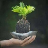 ราคา หัวหน่อ ปรงญี่ปุ่น Cycas siamensis ขนาดจิ๋ว 10 15 เซนติเมตร ขนาดเล็ก หายาก (11739962268)