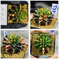 ราคา ยิมโนด่าง ไม้เมล็ด กระบองเพชร แคคตัส Cactus (20566608056)