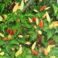ราคา เมล็ดพันธุ์ พริกกะเหรี่ยงสั้น 120 เมล็ด ตรา เจียไต๋ พริกกะเหรี่ยง เมล็ดพริก พริก (20655167819)