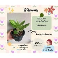 ราคา ต้นกำไลหยก ไม้มงคล (20181704156)