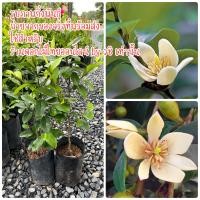 ราคา ต้นดอกจำปีแขก 1 ชุดได้ 2 ต้น ไม้ไทย ดอกหอม จำปีแขก (16110212095)