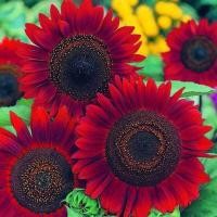 ราคา เมล็ดทานตะวัน เรดซัน สีแดง ทานตะวันสีแดง Red Sunflowerซองละ 29บาท 15 เมล็ด ต้นสูงประมาณ 120 150เซน ดอกสีแดง ปลูกง่าย ออกดอกไว 50 วันออกดอก (18617558205)