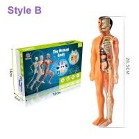 ราคา ร่างกายมนุษย์รุ่นวิทยาศาสตร์ห้องเรียนเครื่องมือสาธิตสมจริงมนุษย์กายวิภาคศาสตร์แสดงมนุษย์โครงกระดูกรุ่นไอน้ำวิทยาศาสตร์ของเล่นการศึกษาสำหรับเด็กเด็กของขวัญ DIY (15027498413)
