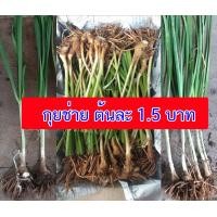 ราคา ต้นละ 1 5 บาท กุยช่าย ต้นพันธุ์กุยช่าย พันธุ์กุยช่ายขาว (19246738921)