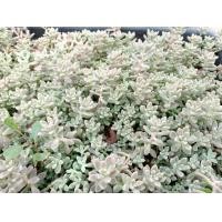 ราคา กุหลาบหิน ขนาดความยาว 6 7 ซม ทำความเข้าใจรายละเอียดก่อนสั่ง ต้นกุุหลาบหิน ซัคคิวเลนท์ succulent (18880138442)