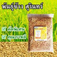 ราคา เมล็ดพันธุ์ข้าวปลูก พันธุ์ข้าว ข้าวปลูก ข้าวหอมมะลิสุรินทร์ จ สุรินทร์ ของแท้100 น้ำหนัก 1 กิโลกรัม (14433641740)