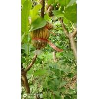 ราคา กิ่งตอนฝรั่งกิมจู5กิ่ง (20158986765)