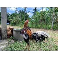 ราคา ไข่ไก่เหลืองหางขาว (12584862623)