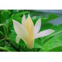 ราคา ต้นจำปีแคระ หรือจำปีจิ๋ว ดอกมีสีขาวนวลกลิ่นหอม ขนาดต้นสูง 10 20 ซม (12966093088)