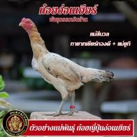 ราคา ไข่เชื้อไก่ชน เจ้ายามาโต้ ญี่ปุ่นง่อนก๋อยสีพม่า ทับกับแม่ก๋อยเยียร์ แม่ญี่ปุ่น และแม่ก๋อยเยียร์ลูกบัมเบิ้ลบี ไข่ใหม่ทุกวัน (16867112638)