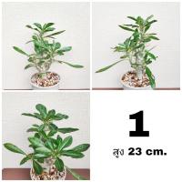 ราคา พาชีโพเดียม ซอนเดอร์ซิอาย Pachypodium saundersii (19118271843)