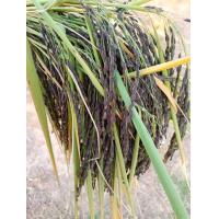 ราคา เมล็ดพันธุ์ข้าวเหนียวดำของแท้ซอง1000เมล็ดหอมนุ่มเหนียวข้าวเหนียวดำของแท้หอมนุ่มเหนียว (10400689711)