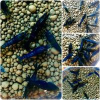 ราคา กุ้งแคระ มีหลายแบบ (20642327431)