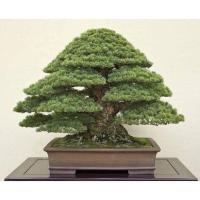 ราคา 25 เมล็ดพันธุ์ เมล็ด สนดำญี่ปุ่น สนญี่ปุ่น บอนไซ JAPANESE BLACK PINE seed อัตราการงอกสูง 80 85 (11770185430)