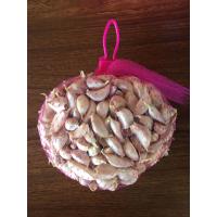 ราคา กระเทียมไทยแกะกลีบเบอร์2 กลาง 1 กก (20689549669)