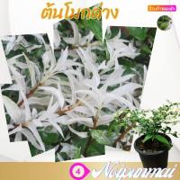 ราคา ต้นโมกด่าง กระถาง 6 นิ้ว ส่งพร้อมกระถาง (20287417448)