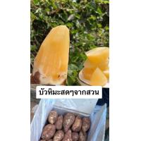 ราคา บัวหิมะสดๆจากสวน หวาน ฉ่ำ กรอบ อร่อย ขุดสดใหม่ทุกวัน 1 3ลูกโลของใหม่ ขายเป็นกิโล พร้อมส่ง บัวหิมะสดๆจากดอยอ่างข่าง ผลไม้ตามฤดูกาล (20605251951)