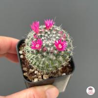 ราคา แมมแม่เฒ่า ไซส์เล็ก แมมฮาเนียน่า Mammillaria Hahniana แคคตัส กระบองเพชร cactus succulent (6695700785)