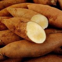 ราคา บัวหิมะสด จากดอยอ่างขาง เชียงใหม่ ขายเป็นกิโล ขนาด 3 4 หัวโล (16107292973)