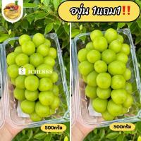 ราคา องุ่นไซมัสคัส1แถม1 แพ็คละ500กรัม (20687984413)