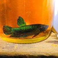 ราคา หม้อสายกัด75 ลูกผสมสายกัดแท้ (19717457327)