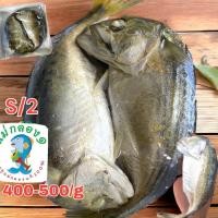 ราคา ปลาทูนึ่ง ปลาทูแม่กลองขนาด2ตัวใหญ่ตัวเท่าฝ่ามือ (20142183632)