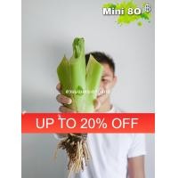 ราคา บอนกระดาดยักษ์ ต้นบอนยักษ์ ขนาด Mini S M (20258433887)