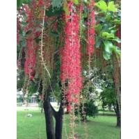 ราคา ต้นจิกน้ำ 1ชุด10ต้น (14596133103)