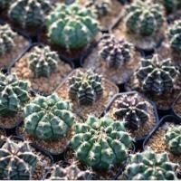 ราคา แคคตัสราคาถูก กระบองเพชรยิมโนติดเชื้อด่าง ส่งพร้อมกระถาง 3 นิ้ว สินค้าพร้อมส่ง ซื้อ 10 ฟรี 1 ต้น (17595784398)