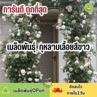 ราคา ถูกที่สุด ดอกกุหลาบเลื้อยสีขาว (18832555339)