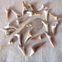 ราคา ฟันฉลามหนูฟันหลายซี่แบบโมร็อกโกฟัน Cang L ฟอสซิล DIY จี้เครื่องประดับฟันสัตว์ทะเลสัตว์โบราณ9999 (12479983698)