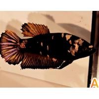 ราคา ปลากัดดำมุกทอง 1 ตัวเมีย ได้ตรงตามรูป พร้อมผสมพันธุ์ ปลากัดคอปเปอร์มุกทอง ปลากัดสวยงาม ปลากัดไทย ปลากัดอาชีพเสริม Bettafish ขนาด 1 2 1 4 เมียพร้อมรัด (20066830543)