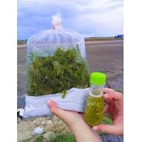 ราคา สาหร่ายพวงองุ่น สด จากฟาร์ม 1 กิโลพร้อมน้ำจิ้มซีฟู๊ด พร้อมส่ง พร้อมหอมเจียว (20435822385)