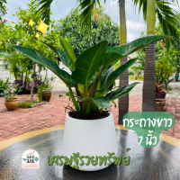 ราคา ต้นเศรษฐีรวยทรัพย์ พร้อมกระถางขาว 7 นิ้ว (20767043690)