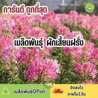 ราคา ถูกที่สุด เมล็ดพันธุ์ ดอกเสี้ยนฝรั่ง (12548587515)