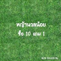 ราคา หญ้าแท้ปูสนาม ซื้อ 10 แถม 1 หญ้าญี่ปุ่น หญ้านวลน้อย หญ้ามาเลเซีย (10430489221)