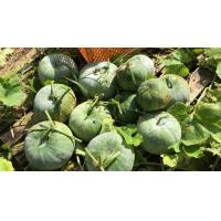 ราคา เมล็ดพันธุ์ฟักหอมใบเตย 100 เมล็ด (20711500765)