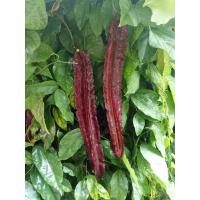 ราคา เมล็ดพันธุ์ ถั่วพูม่วง ถั่วพูสีม่วง ถั่วพู 4 60 เมล็ด ปลูกง่าย โตเร็ว 10 แถม 1 คละได้ (8315990140)