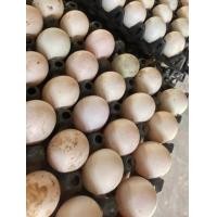 ราคา ไข่เป็ดขนาดใหญ่แบบแผง30ลูก (20541320275)