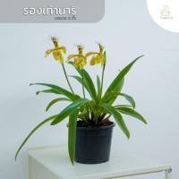 ราคา Treeno 9 T12 ดอกรองเท้านารี เหลืองกระบี่ กระถาง 8 นิ้ว ดอกสวยแปลกตา สีสันดูโดเด่นสะดุดตามาก (20669716866)