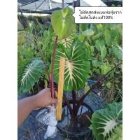 ราคา ไวท์ลาวา ตัดสด Colocasia White Lava (15747765207)